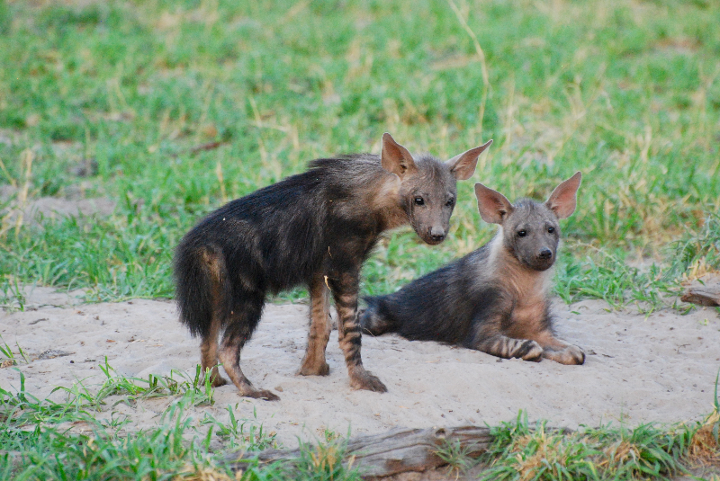 Baby wild dogs on safari in Botswana with GeoEx.