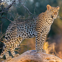 A leopard standing on a log in the early morning, Okavango Delta, Botswana.