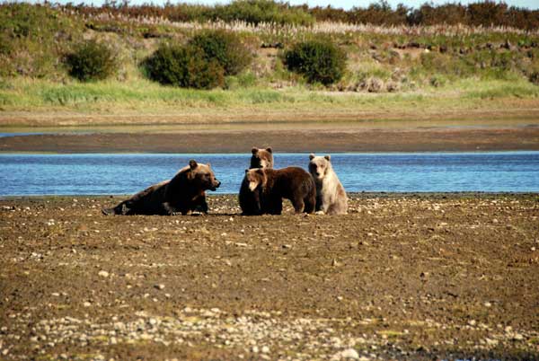 Mother bear with cubs in Alaska with GeoEx.