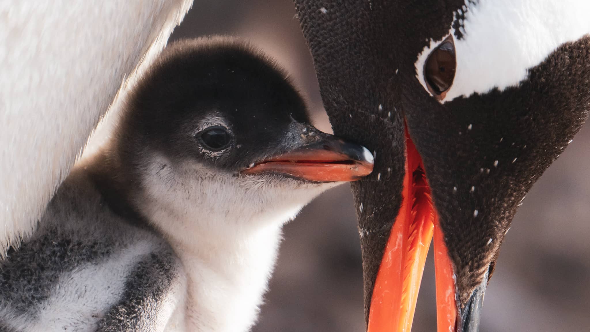 Mother and baby penguin