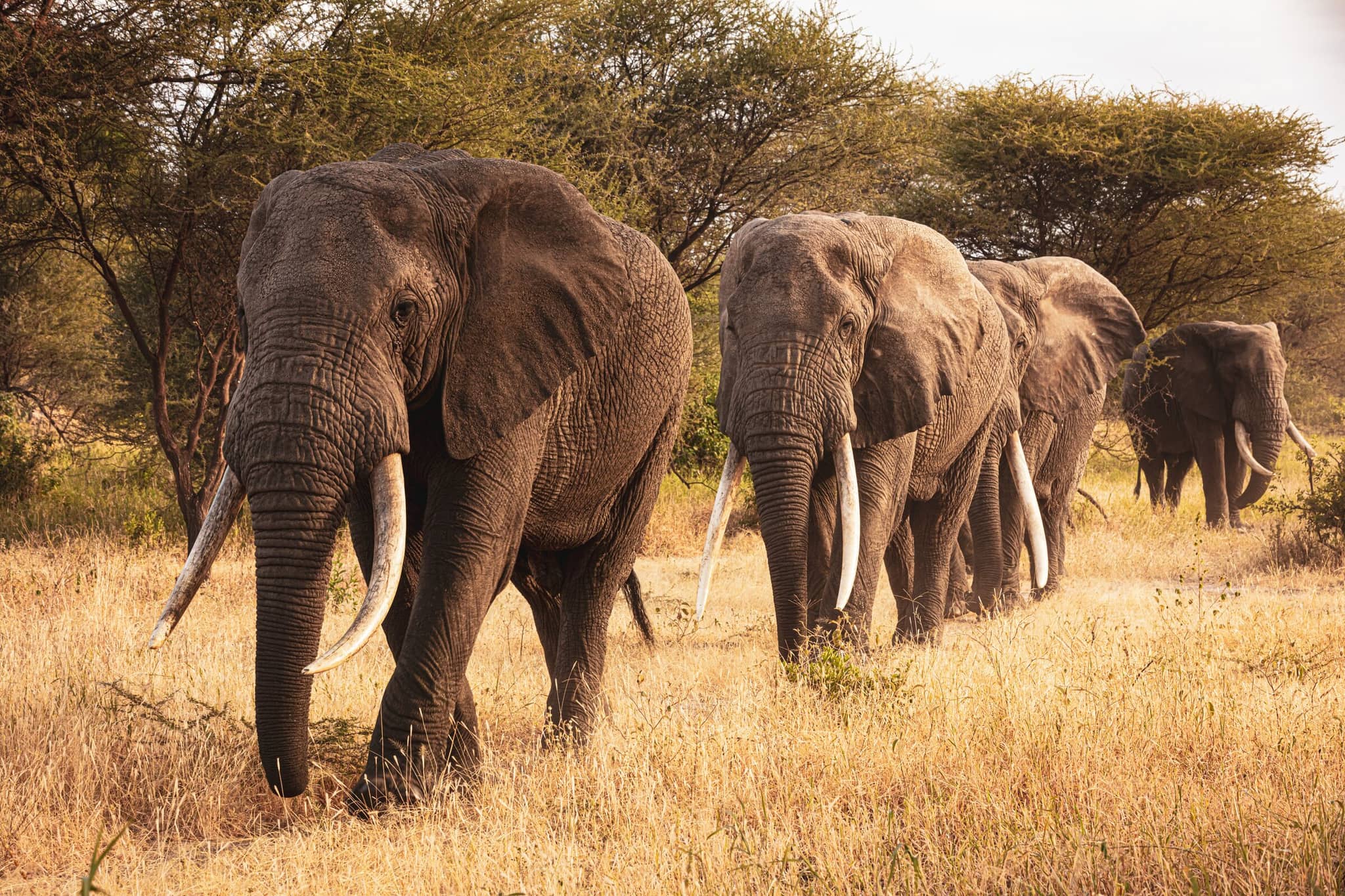 Picture of a herd of elephants