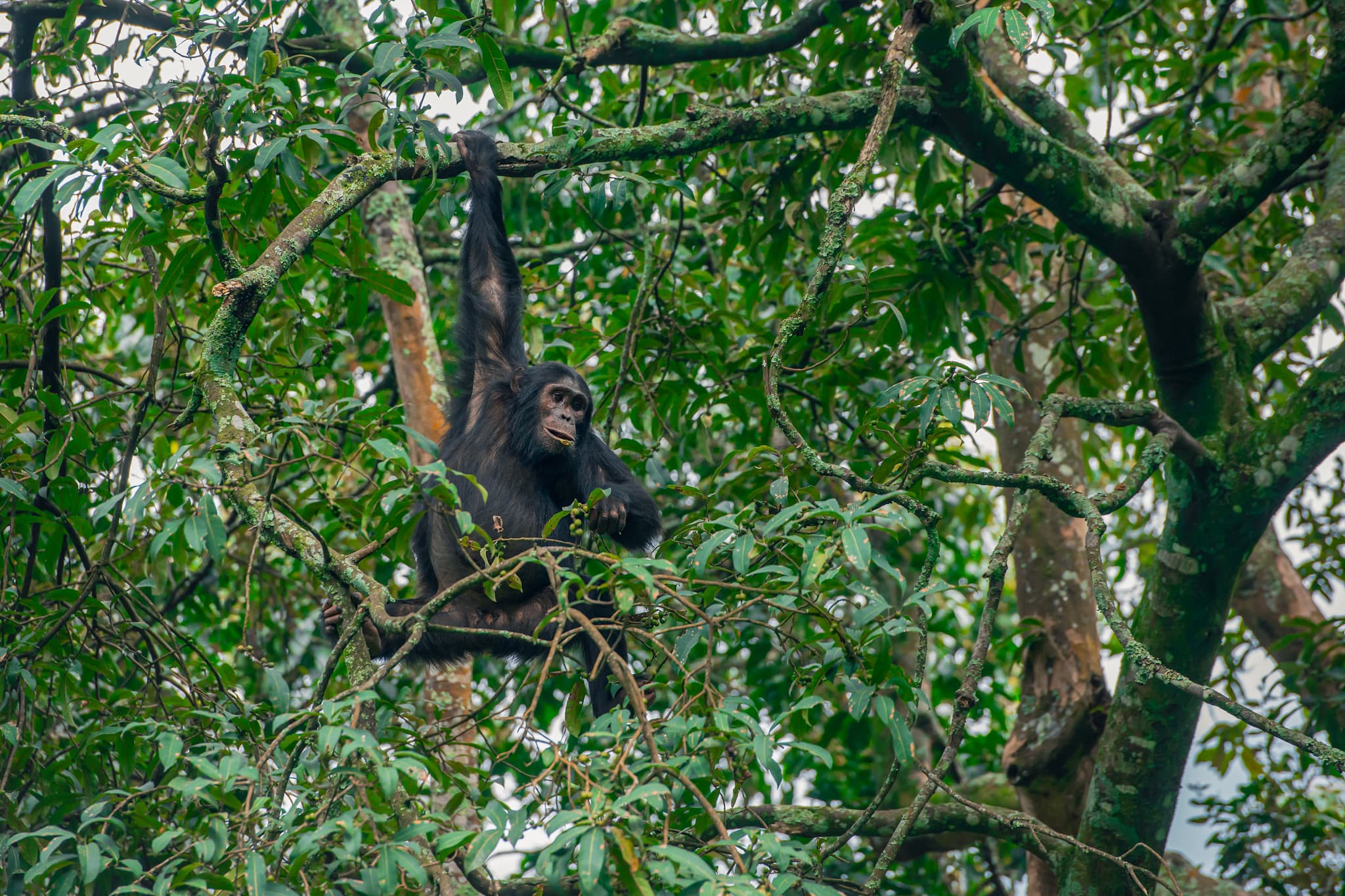 Chimpanzee, Rwanda