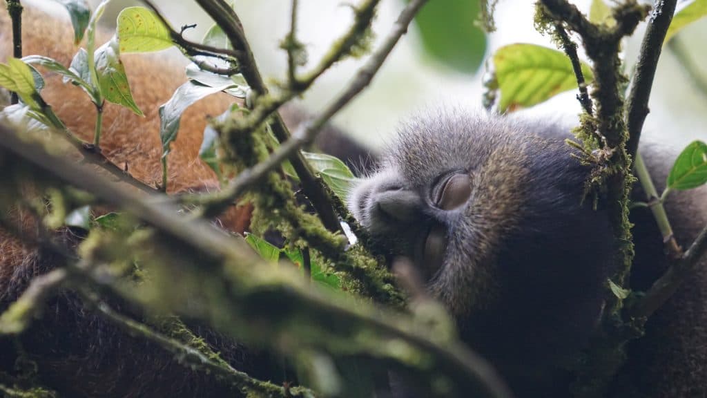 Golden Baby 1024x576