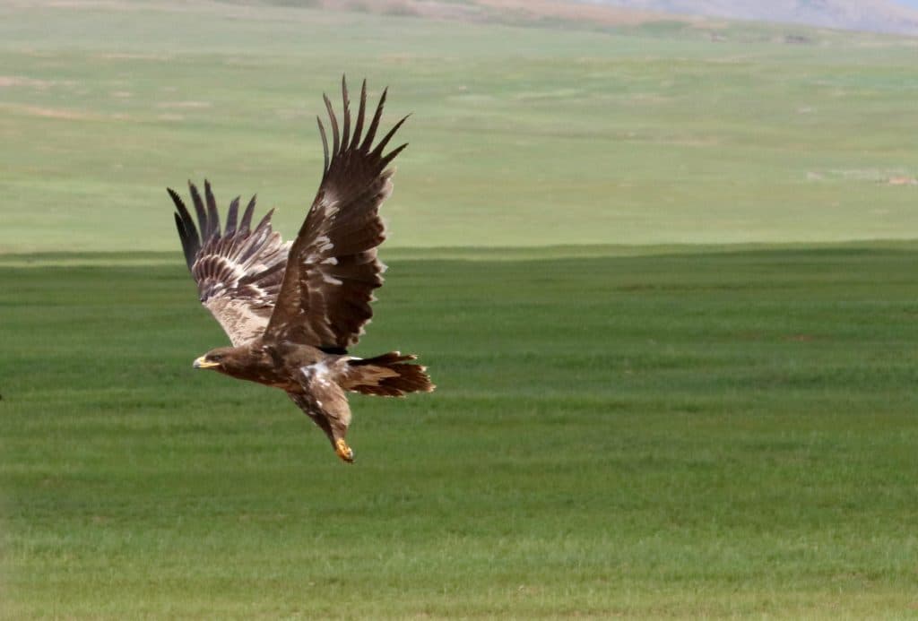 Golden Eagle 1024x693