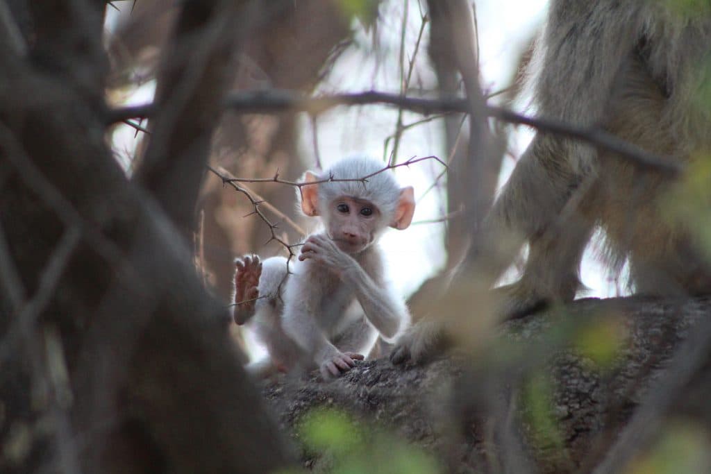 Leucistic baby baboon 1024x683