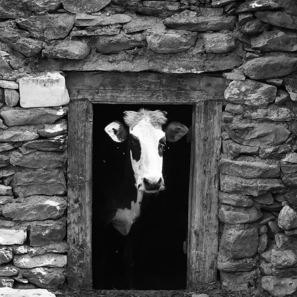 Pakistani Cow 1024x1024