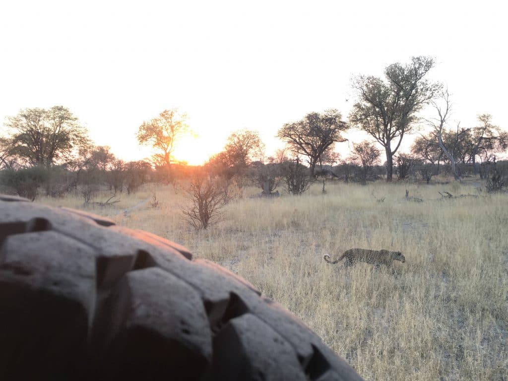 Safari Tire 1024x768