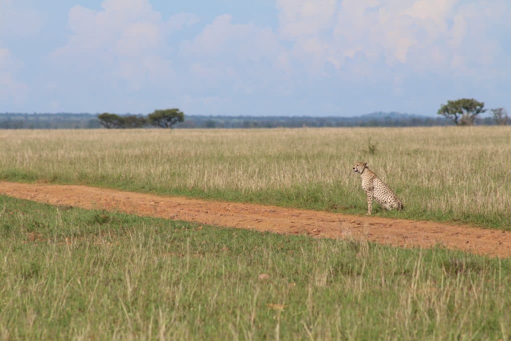 Serengeti Cheetah 1024x683