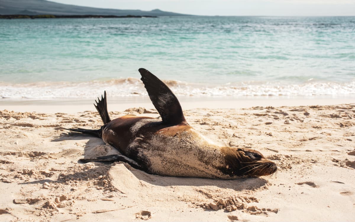Sea lion playing on a beach
