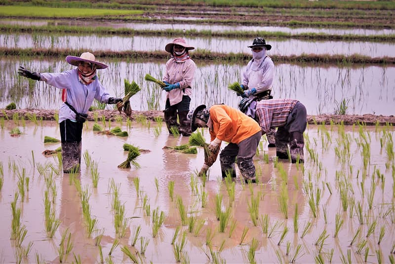 ambush in the jungle rice paddy workers