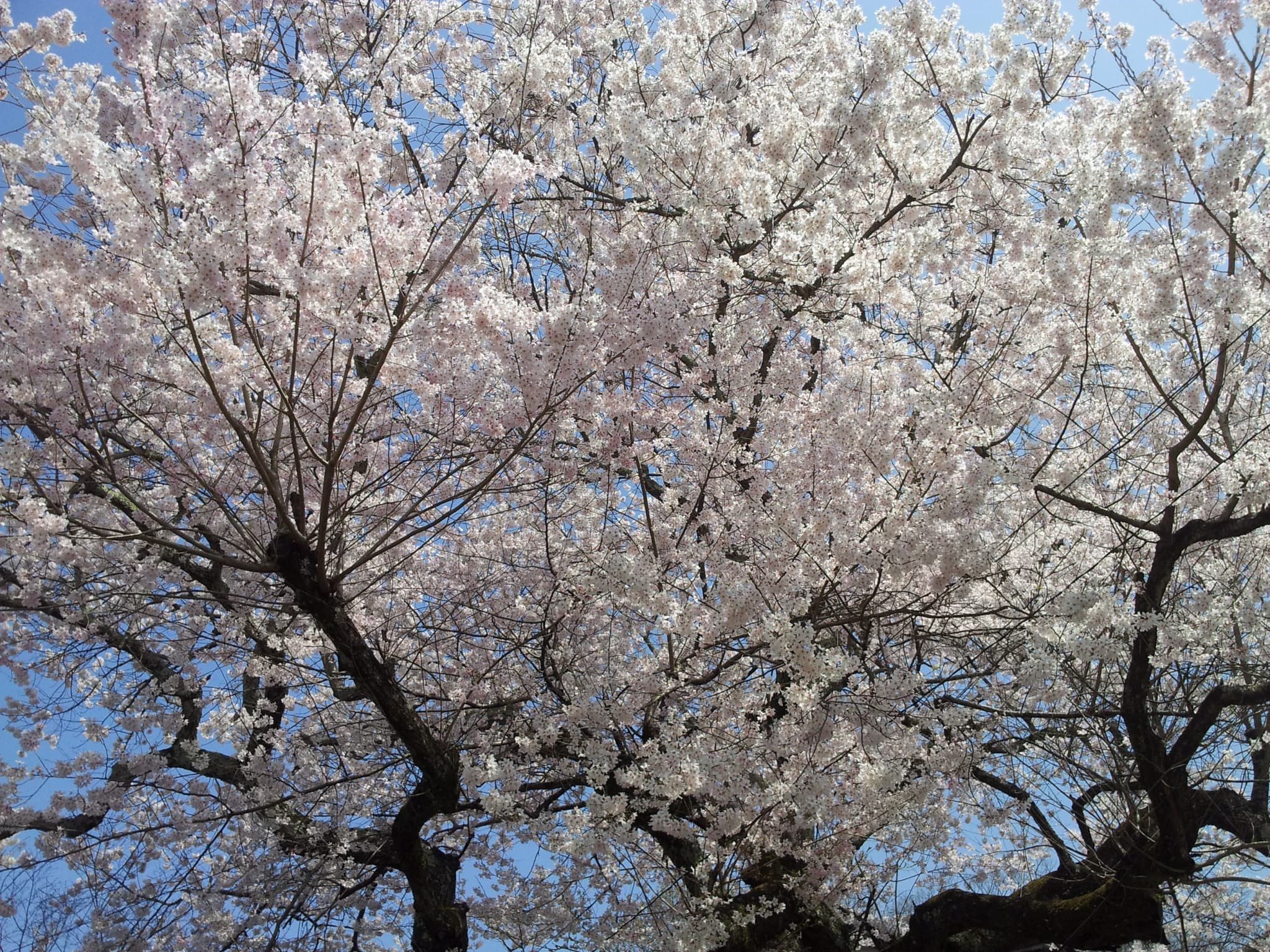 cherry blossoms 2015 scaled