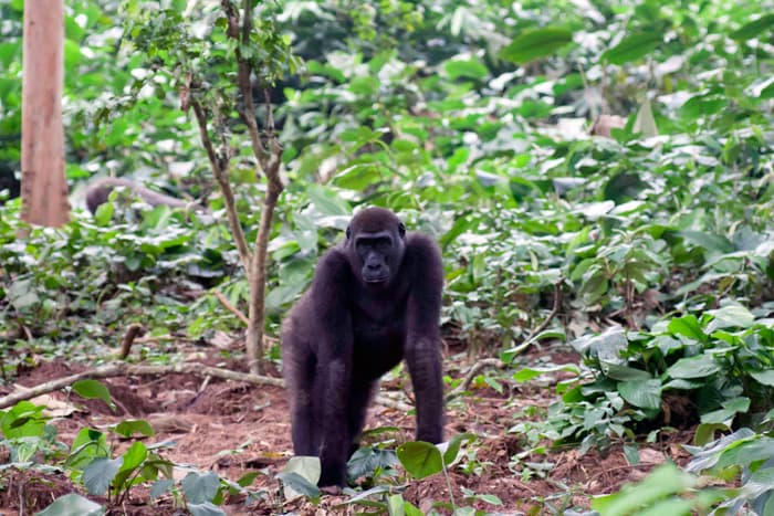 congo gorilla trekking geoex