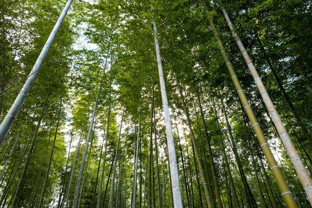 edit L1040520 1024x684