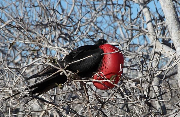 galapagos frigate bird nesting