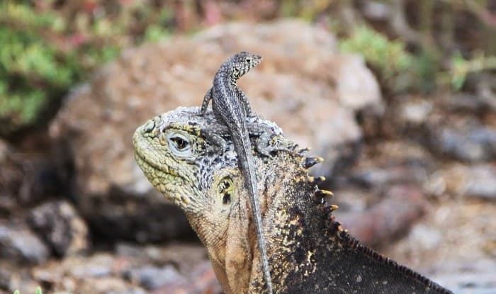 galapagos main lizards3