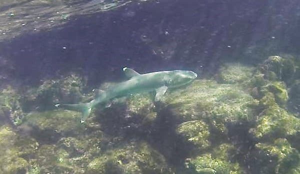galapagos shark3
