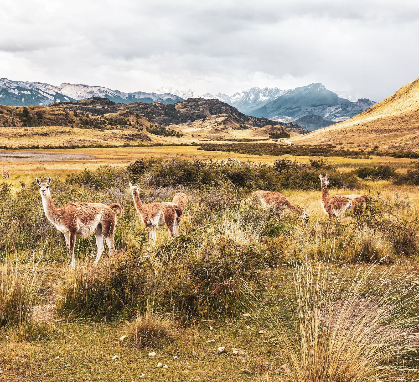 Chile North to South gallery giving back conservacion patagonia AdobeStock 378077345
