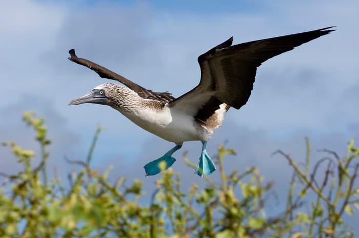 giving back galapagos isalnds geoex