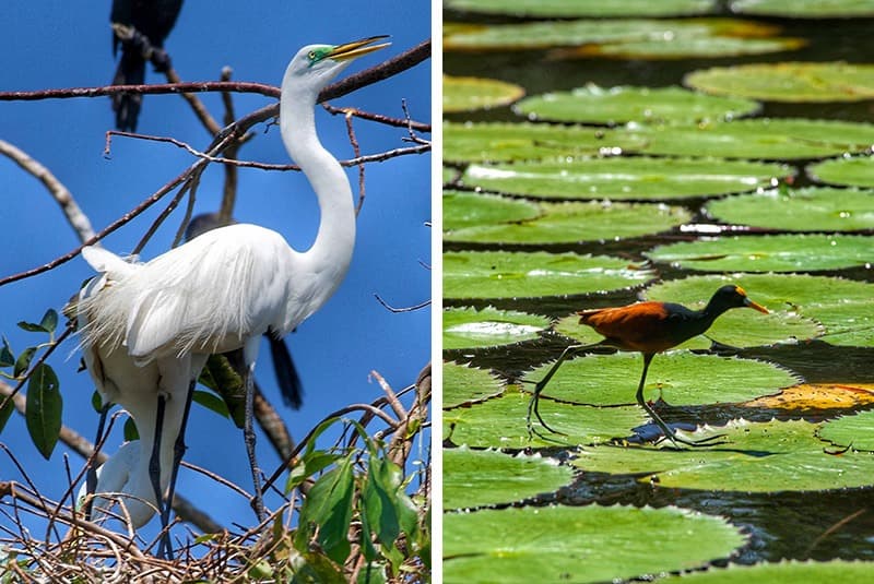 guatemala rio dulce birdlife