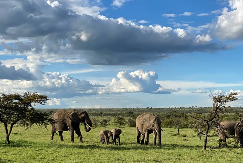 kenya elephant herd blue skies
