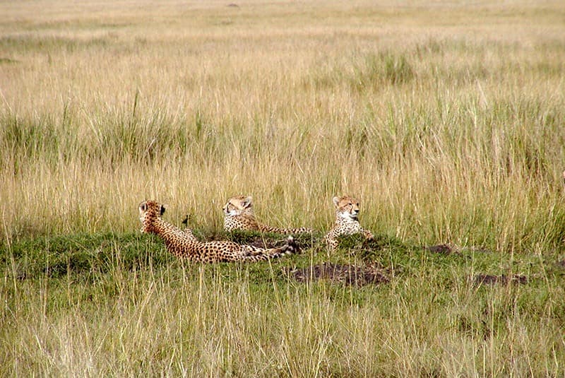 kenya masai mara cheetah mother cubs