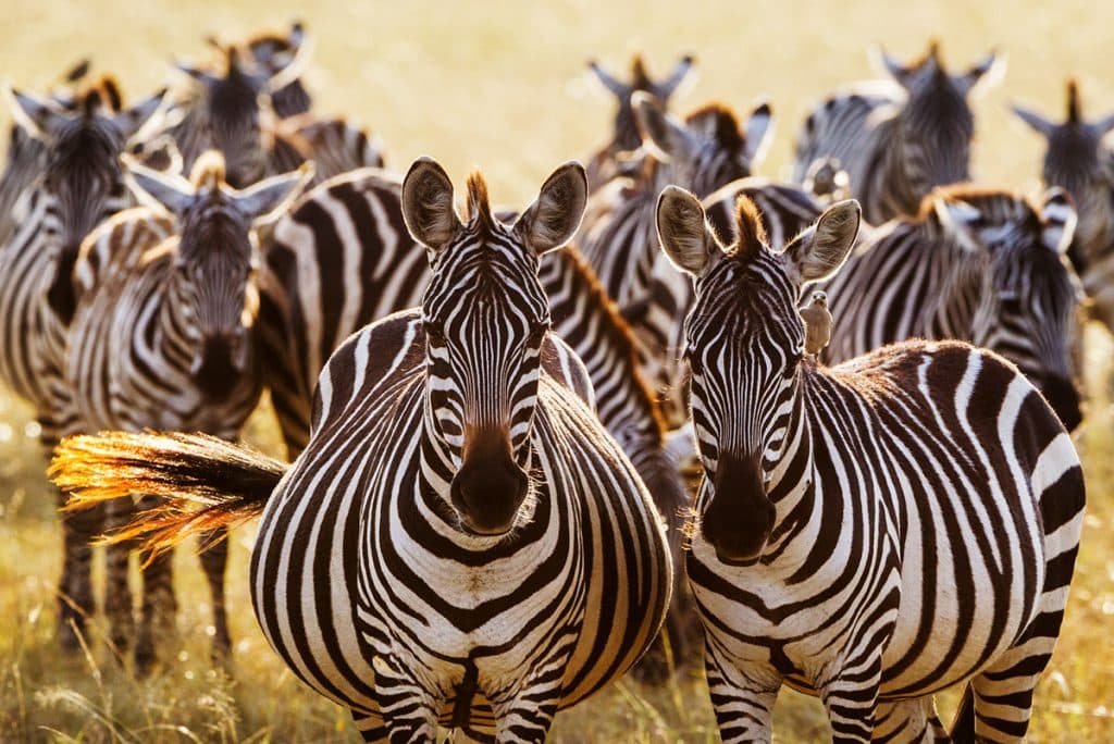 kenya masai mara zebra herd 1024x684