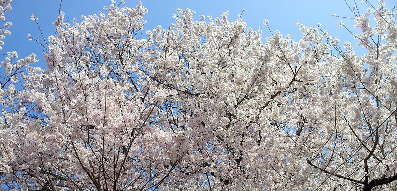 main cherry blossoms