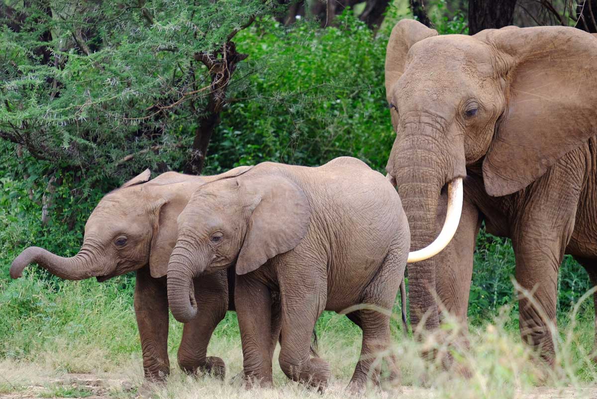 manyara elephants IMG 7499 1200x802
