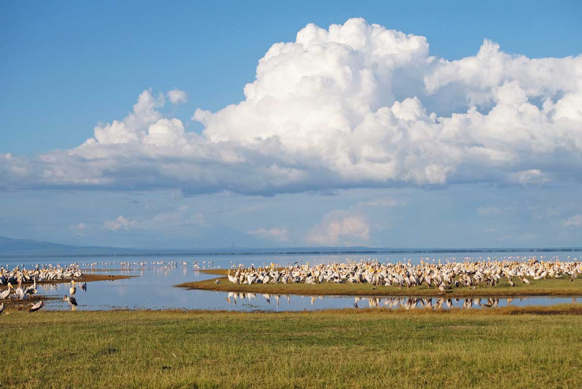 manyara pelicans IMG 8422 1200x802