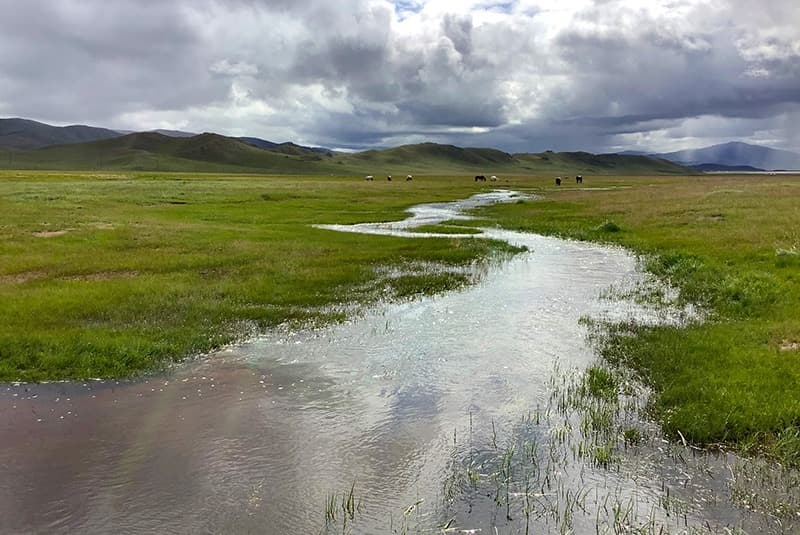 mongolia landscape creek livestock