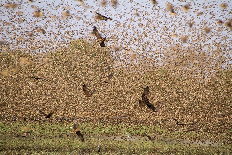 quelea kites