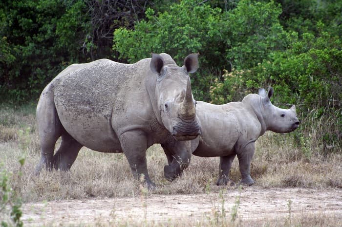 rhinos giving back kenya geoex