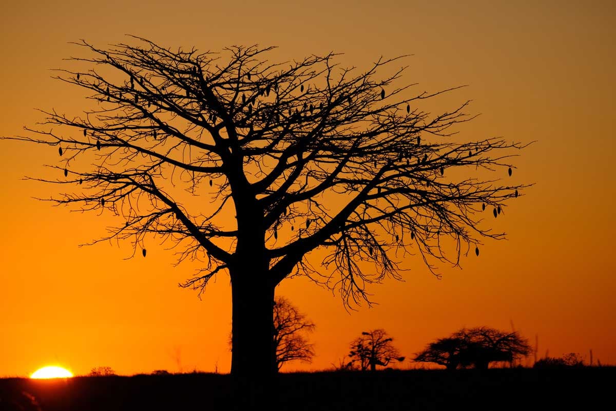 ruaha sunset IMG 7592 1200x802
