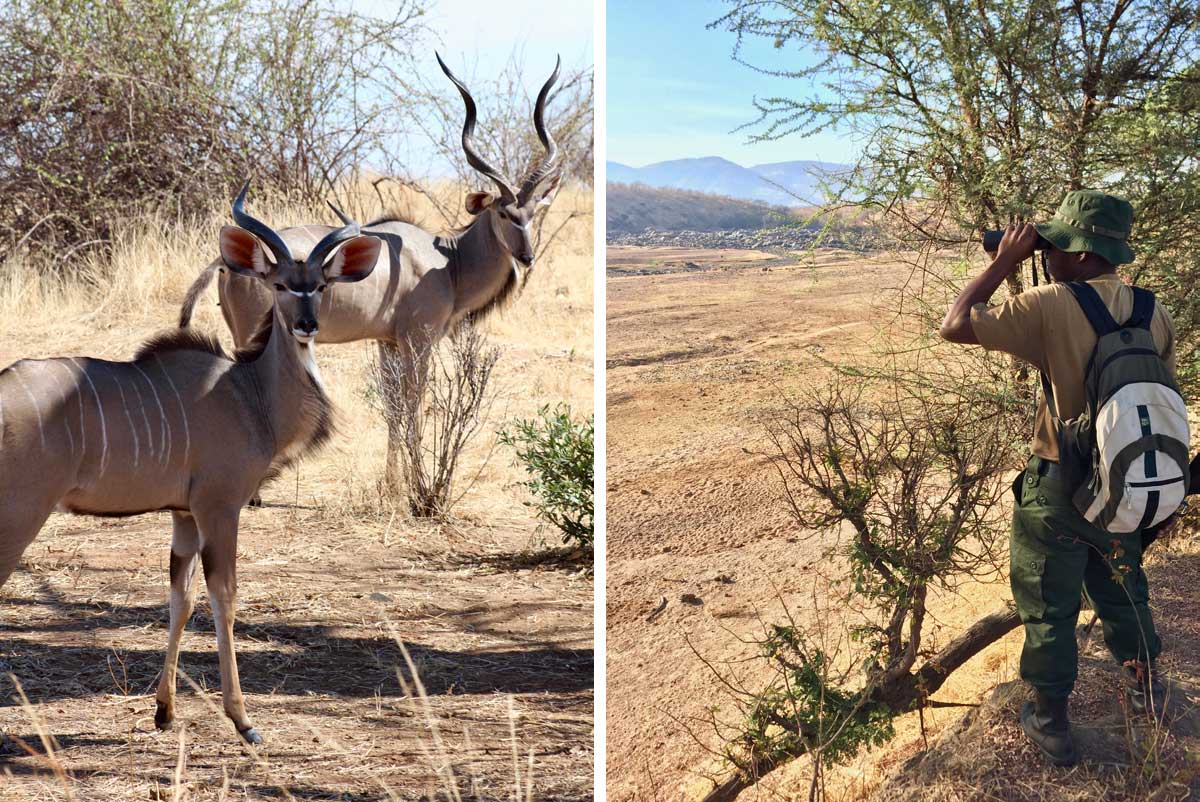 ruaha wildlife guide 1200x802