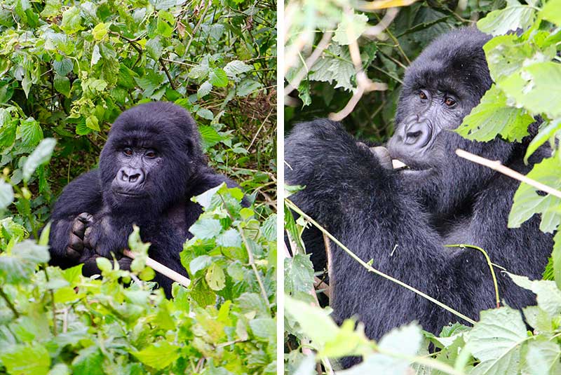 rwanda embracing riches gorillas