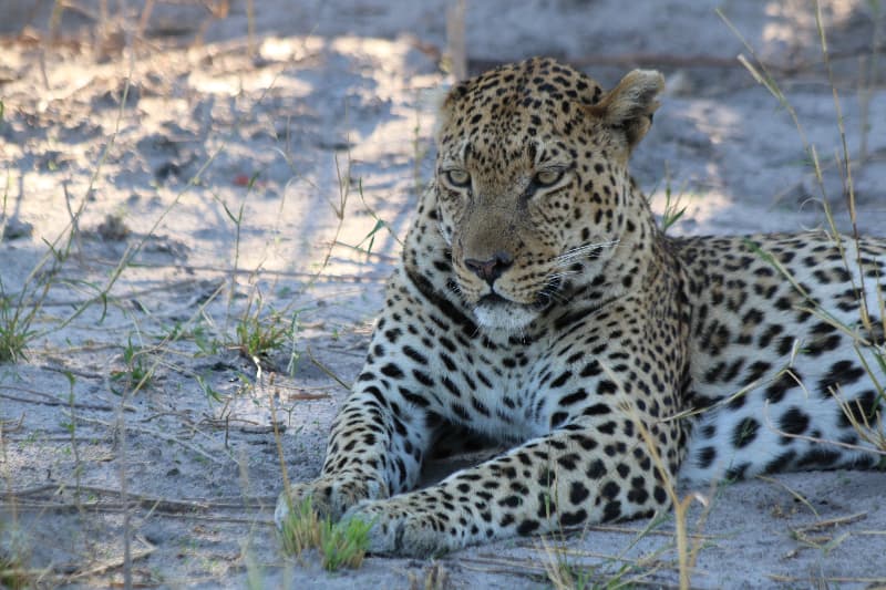 safari botswana one eared leopard geoex