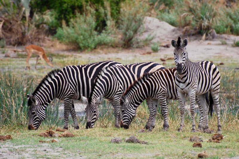 safari botswana zebras geoex