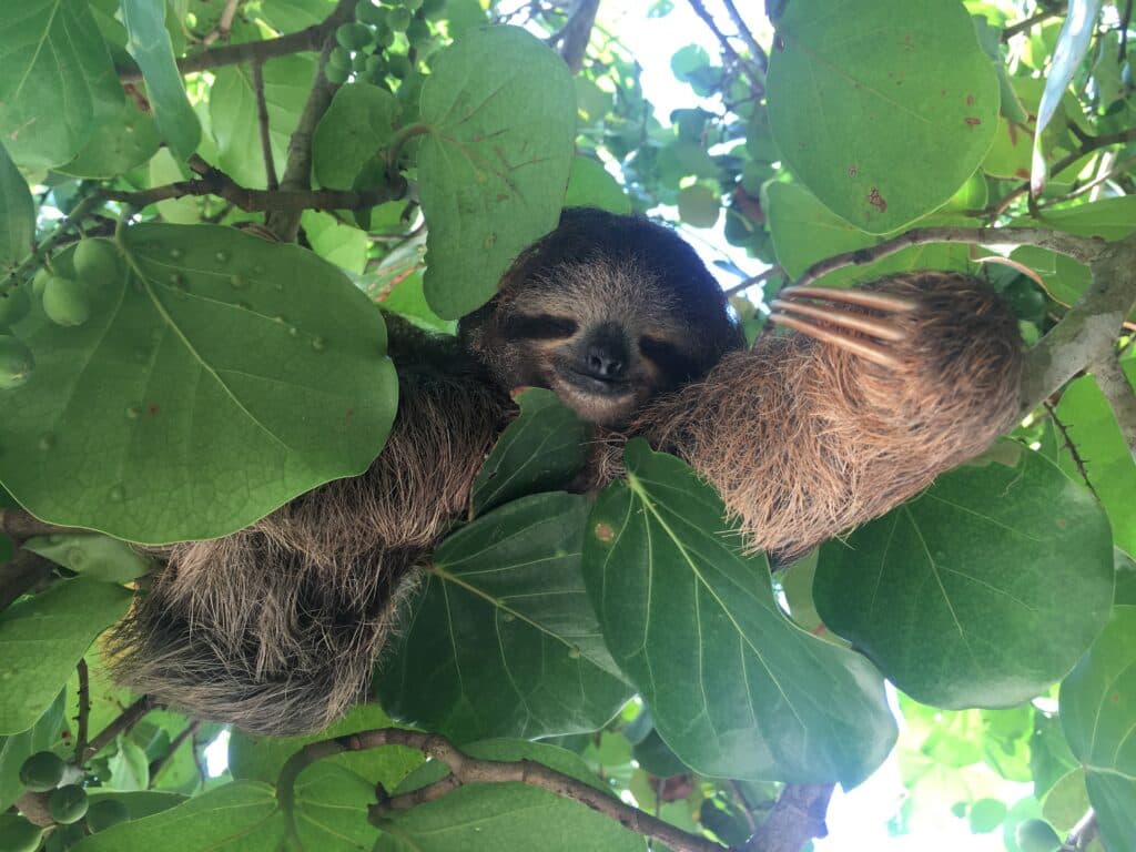sleepy sloth costa rica meg 1024x768