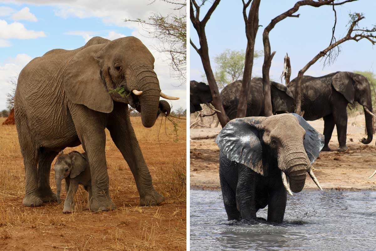 tarangire elephants 1200x802