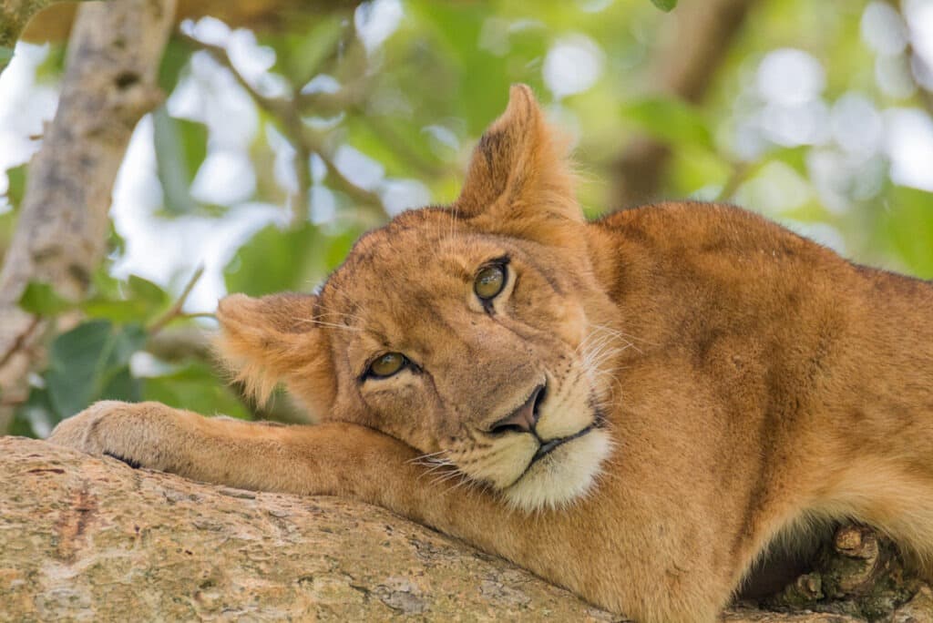 uganda ishasha lioness in tree 1024x684