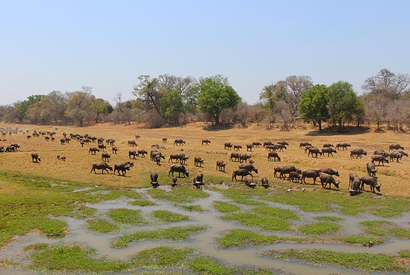 zambia safari buffalo