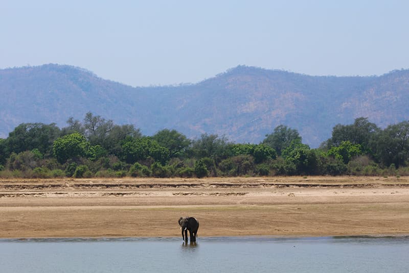zambia safari elephant by river