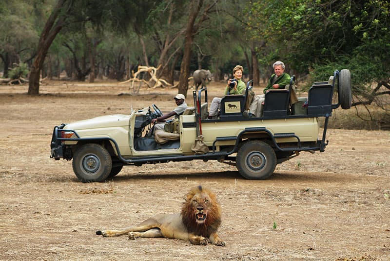 zambia safari game drive lion