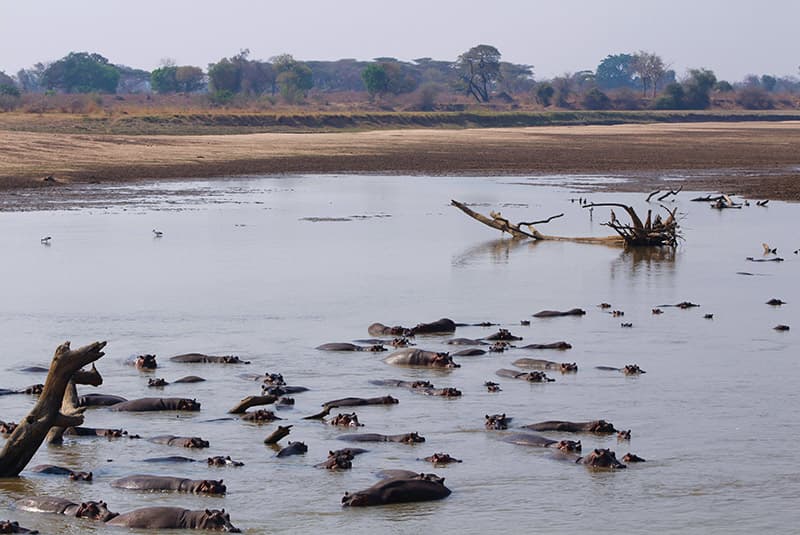 zambia safari hippo in water