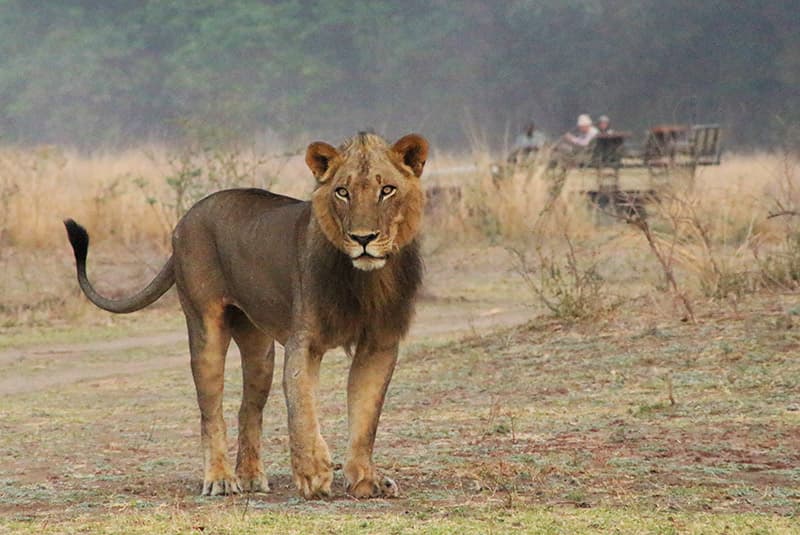 zambia safari standing lion