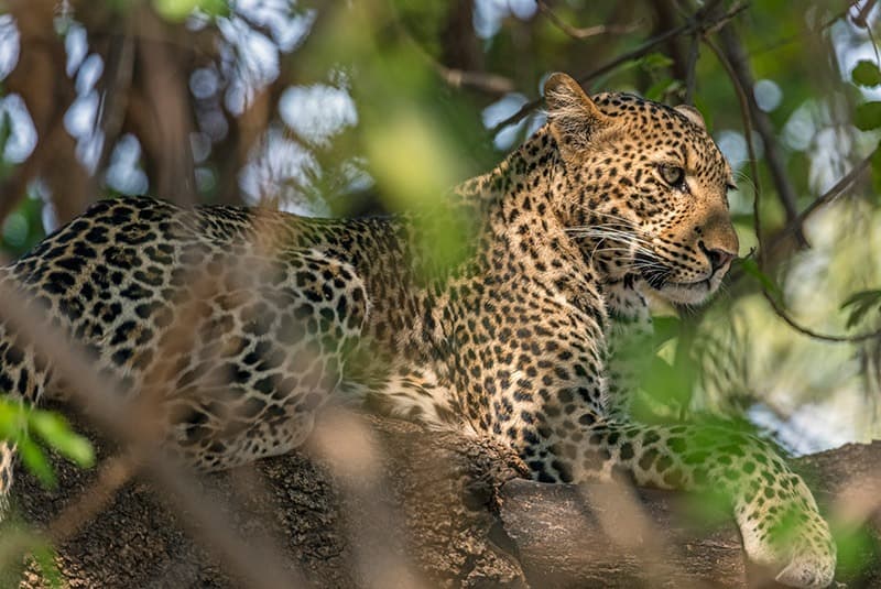 zambia south luangwa leopard in tree