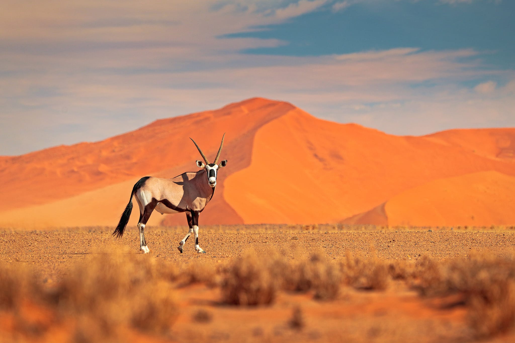 Dunes & Wildlife of Namibia hero image