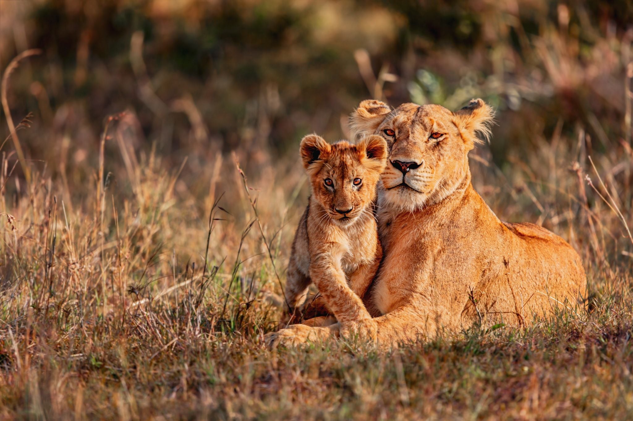 Three lion cubs sitting on termite mound, Africa
