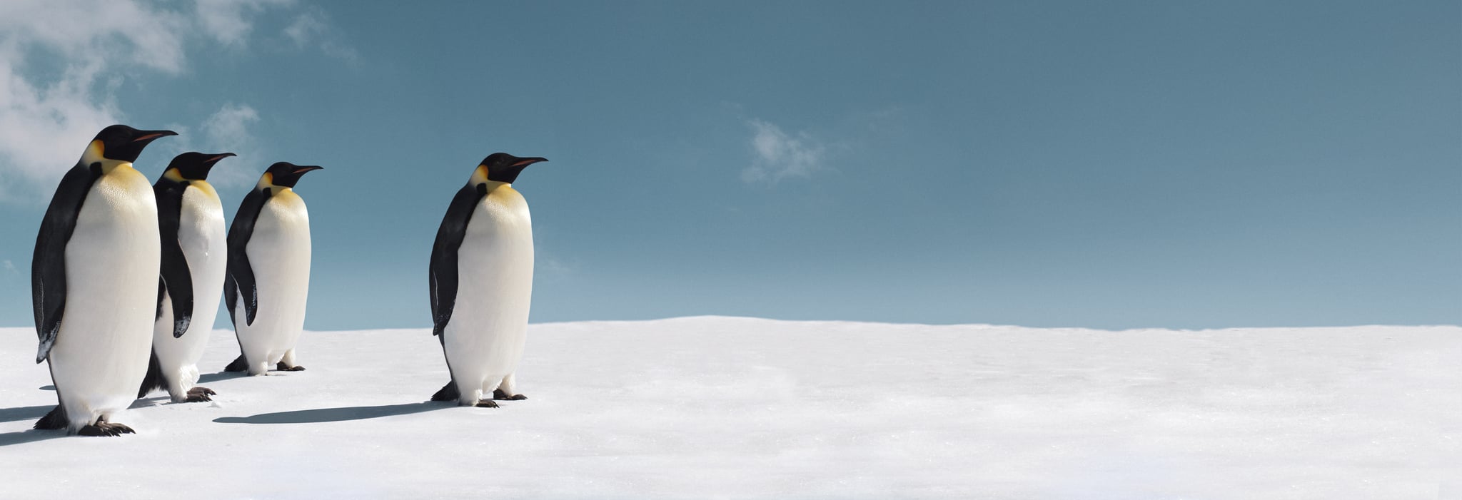 Emperor penguins on the ice in Antarctica