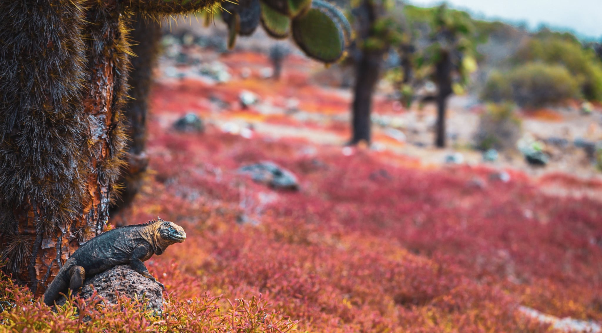 Iguana in the Galapagos islands